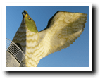 フナウサギバナタ1