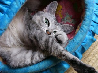 にゃんぴ１