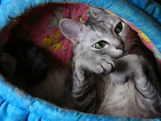 にゃんぴ２